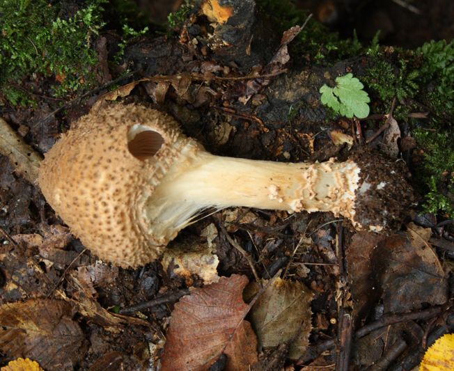 Echinoderma asperum?